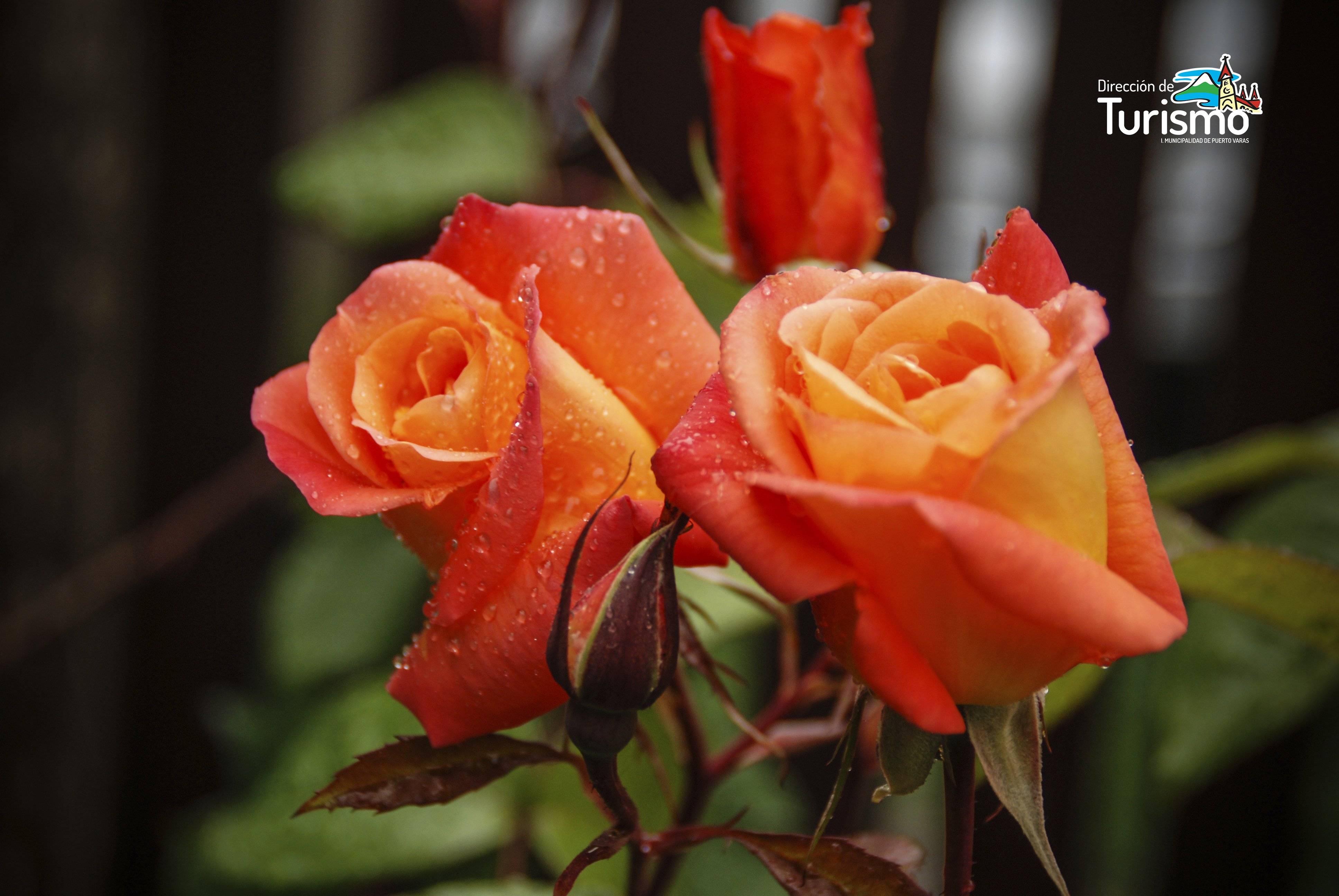 Puerto Varas: Ciudad de las Rosas